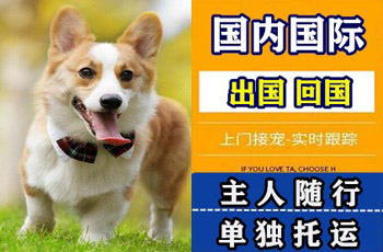 防城港市宠物托运公司防城港市宠物托运公司防城港市宠物托运公司