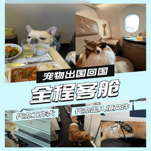 防城港市宠物托运到白俄罗斯宠物入境规定和要求